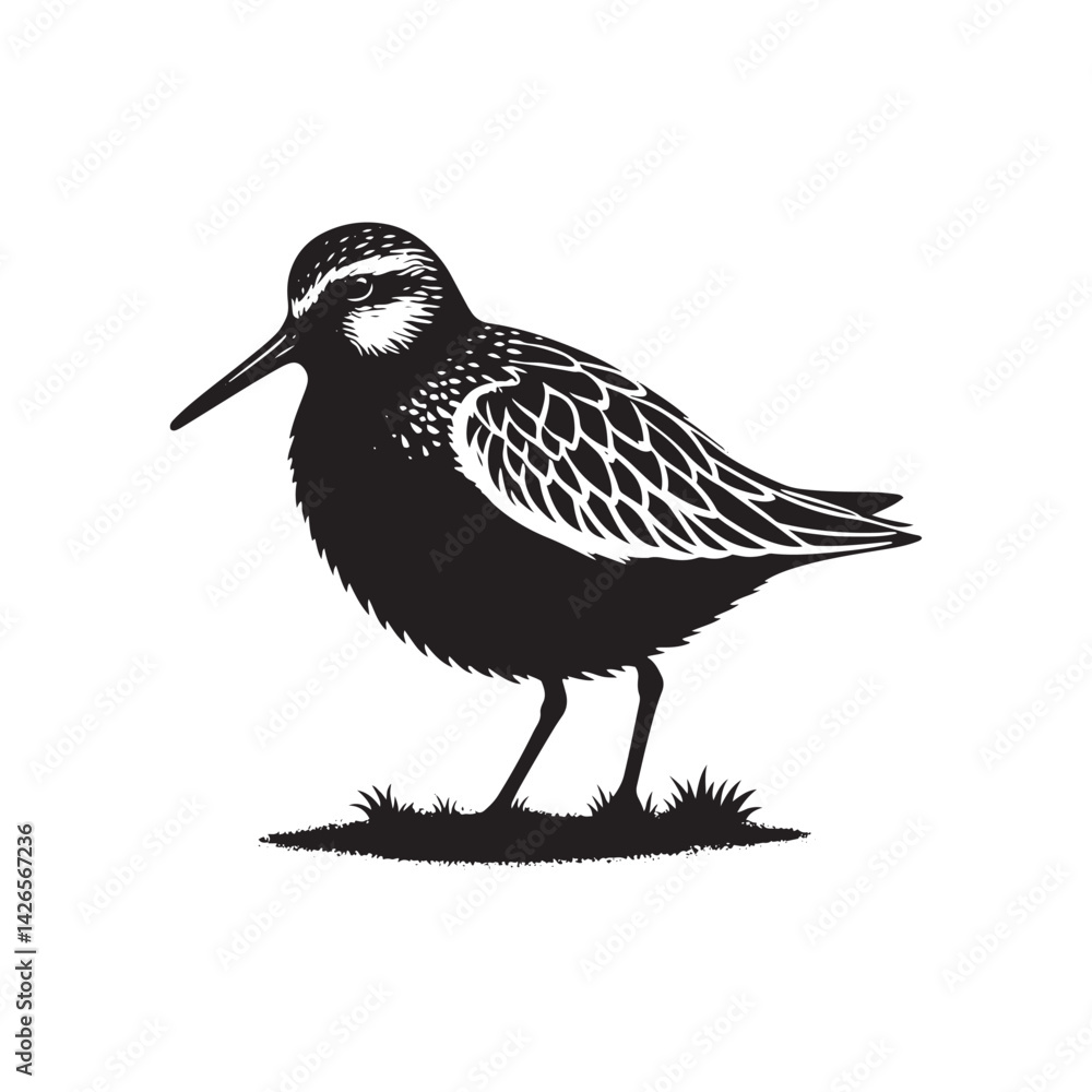 Obraz premium Dunlin Bird Silhouette - Minimalist Dunlin Vector - Dunlin Illustration - Black and White Dunlin Design.