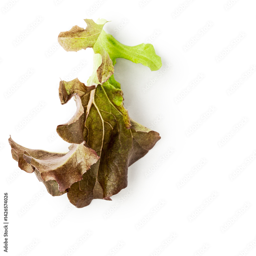 Fototapeta premium Lettuce purple salad leaf photography isolated on white background. Clipping path. Original shadow.