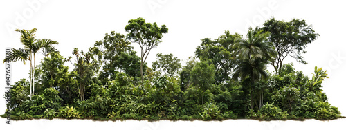 Принти на полотні Horizontal arrangement of trees forming a natural border or tree line with visib