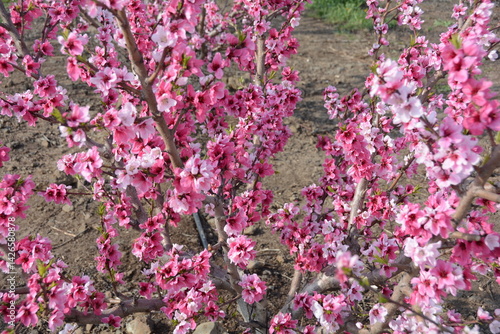 nectarines bloom israel