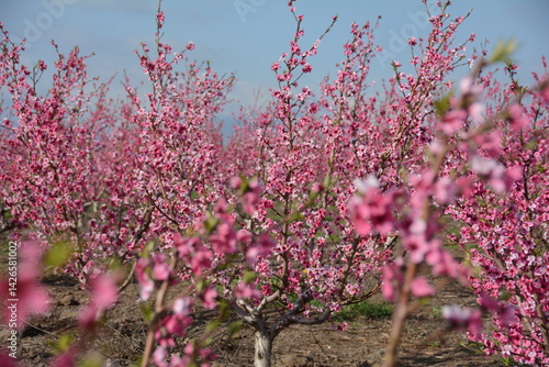 nectarines bloom israel
