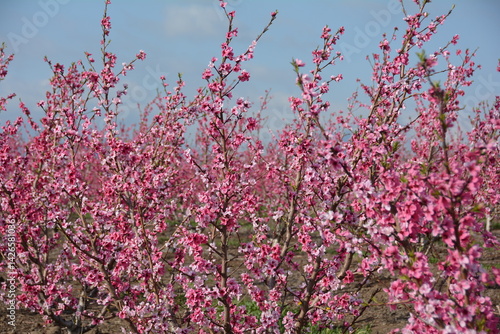 nectarines bloom israel