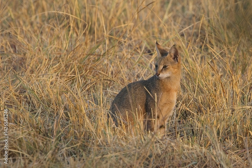 Jungle Cat or Swamp Cat (Felis chaus) sitting in the dried grassland of the Blackbuck National Park at Velavadar, Gujarat, India.