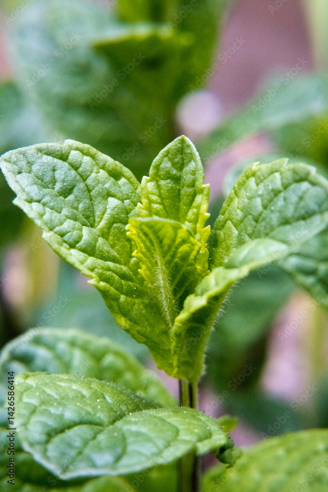 Mint leaves, herbs in the garden.