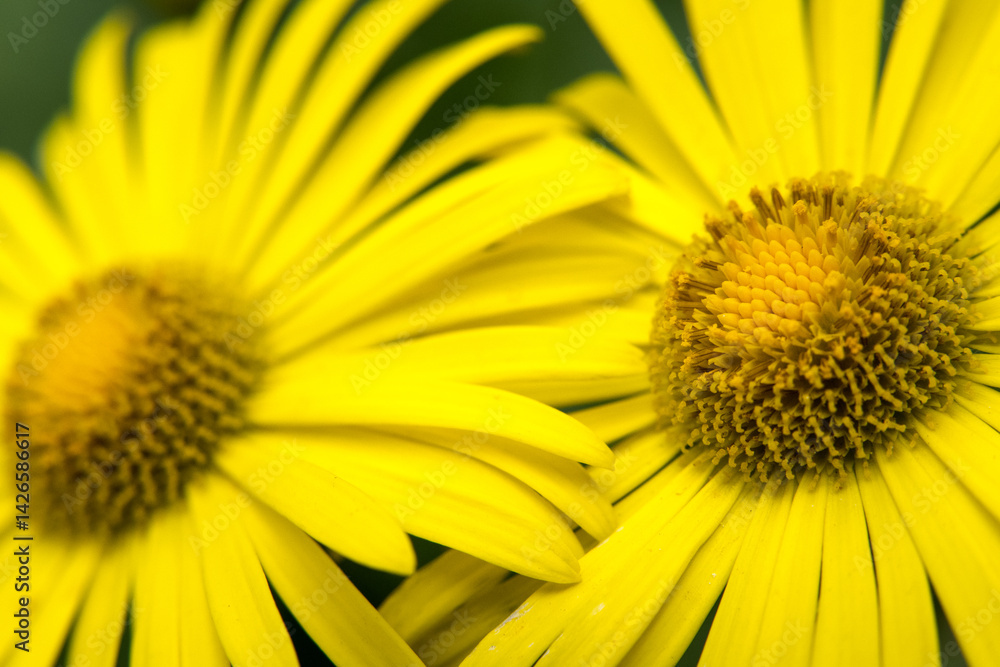 Yellow flowers in the garden.