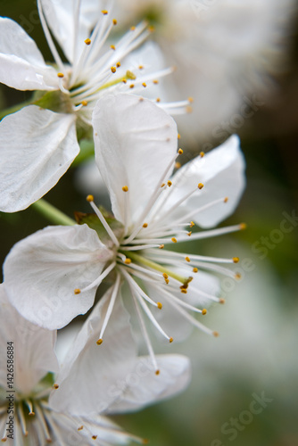 White flowers, cherry blossoms, spring.