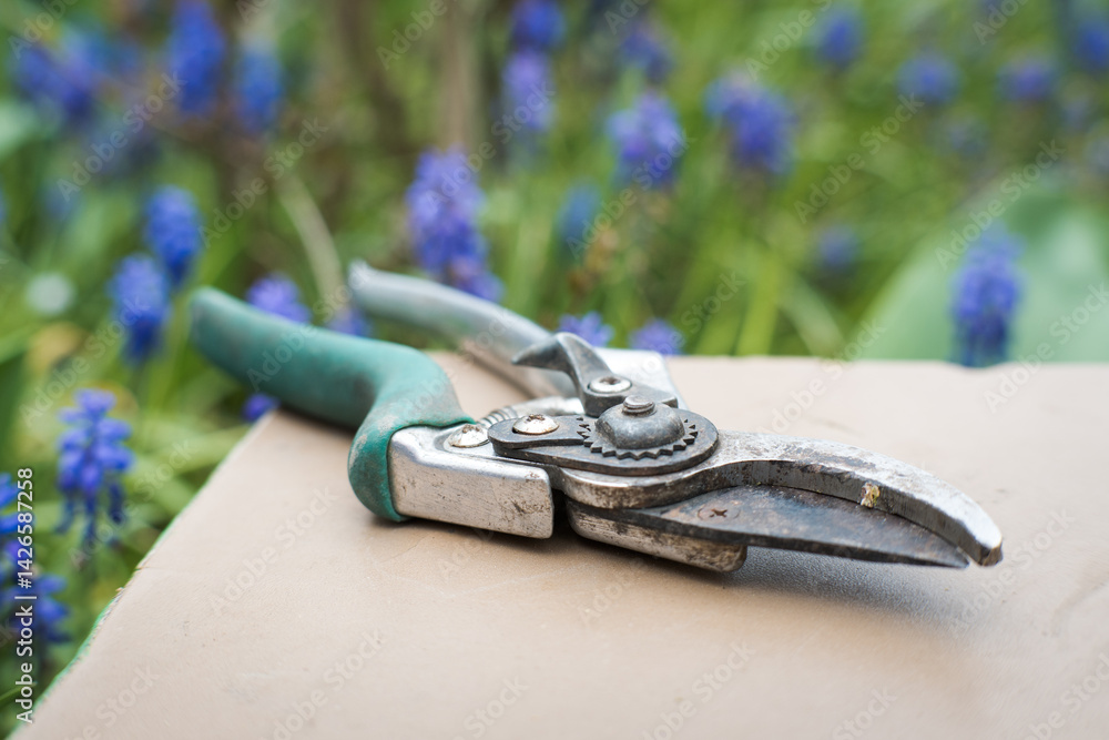 Spring work in the garden, cutting spring flowers for bouquets, garden shears.