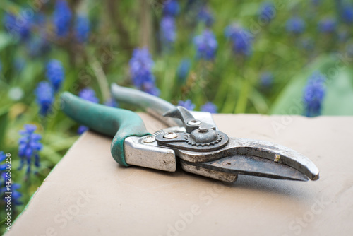 Obraz na płótnie Spring work in the garden, cutting spring flowers for bouquets, garden shears.
w salonie