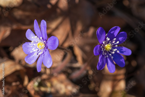 Closeup of two blue flowers of anemone hepatica (hepatica nobilis) among dry leaves in the forest
