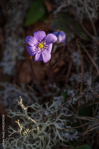 Closeup of two blue flowers of anemone hepatica (hepatica nobilis) among green lichen in the forest
