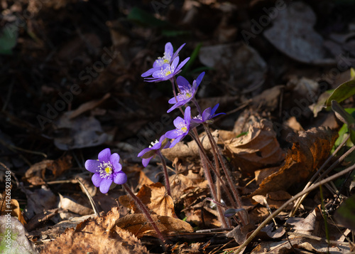 Bunch of blue flowers of anemone hepatica (hepatica nobilis) among dry leaves in the forest
