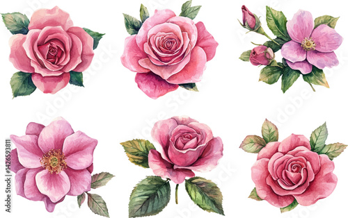 pink roses isolated on white