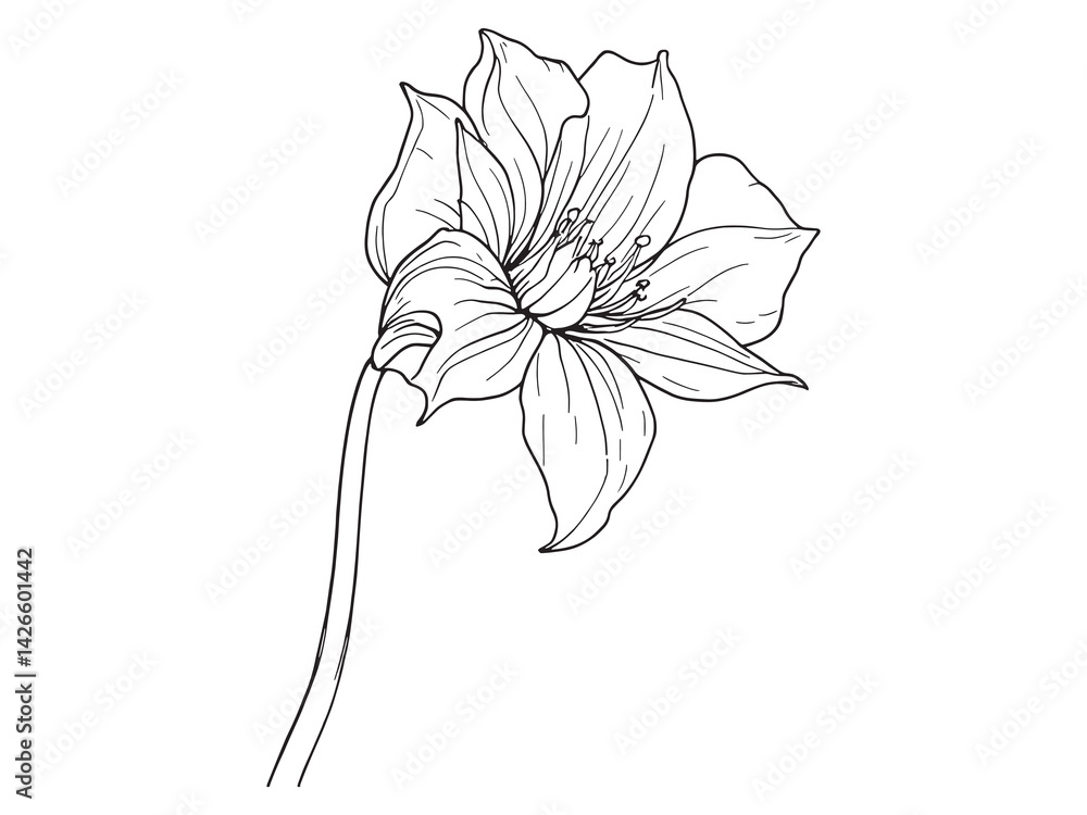 Obraz premium Bluebell line art elegant floral design