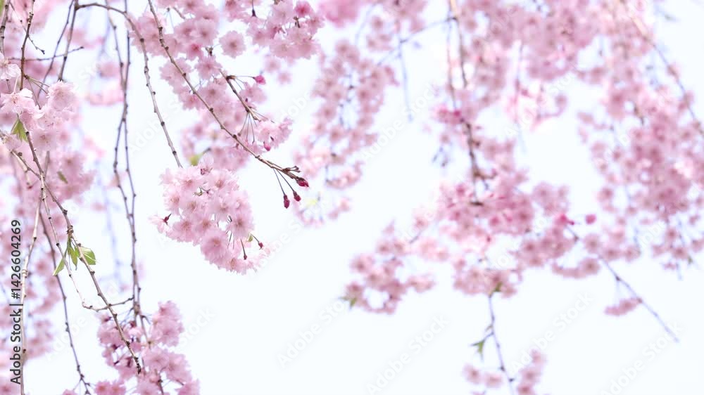 春風に揺れる満開の八重紅枝垂れ桜 空背景 春風に揺れる満開の八重紅枝垂れ桜 空背景
