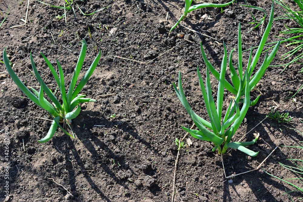 some green onion plants are growing in the dry earth some green onion plants are growing in the dry earth