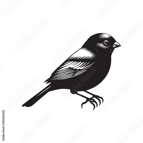 Dark-eyed junco Vector Silhouette - Black and White  Dark-eyed junco Illustration - Dark-eyed junco bird art.