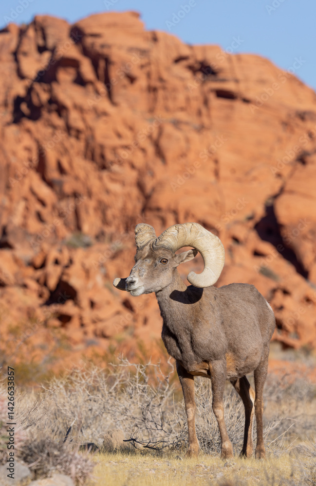 Desert Bighorn Sheep Ram in the Valley of Fire State Park Nevada in Winter Desert Bighorn Sheep Ram in the Valley of Fire State Park Nevada in Winter