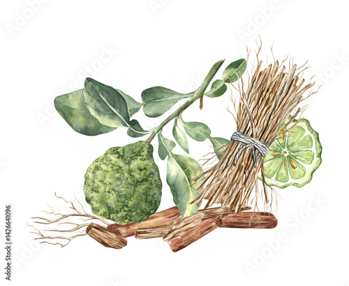 Watercolor illustration of bergamot, vetiver and sandal - basic perfume ingredients. Elegant composition for cards, art prints, stickers, cosmetic packaging, perfume articles and more