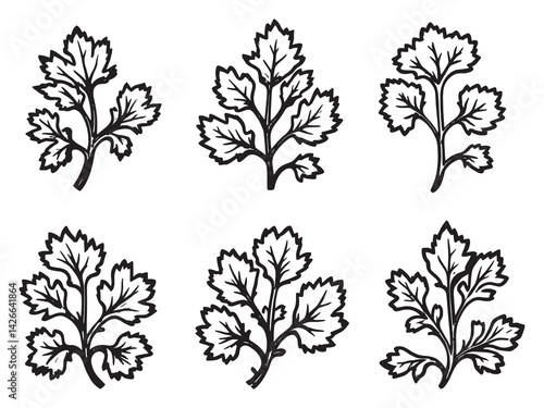 Cilantro leaf line art detailed drawing of aromatic herb leaves