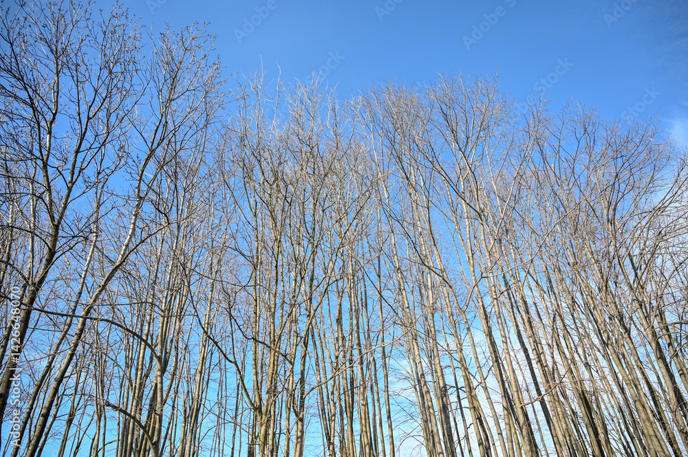 Fototapeta premium Trees without leaves in early spring. Branches without leaves in the forest.