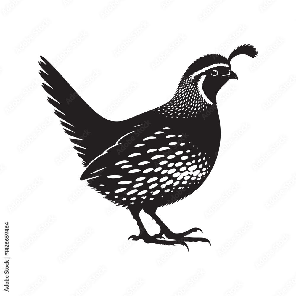 Fototapeta premium Common Quail Vector - Common Quail Silhouette - Minimalist Common Quail Illustration.