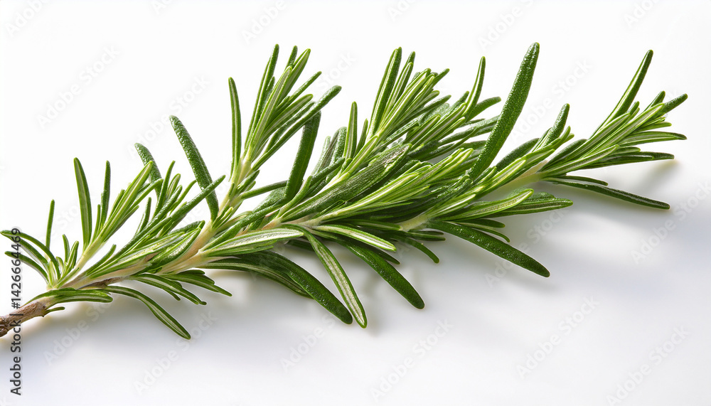 Fototapeta premium green sprig of rosemary isolated on white background