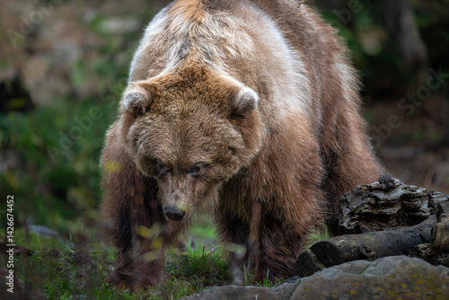 North American Brown Bear (Ursus arctos horribilis)
