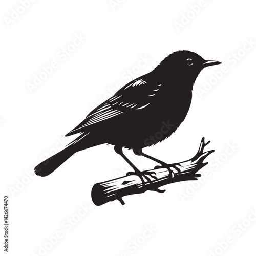 Minimalist Common blackbird Silhouette - Common blackbird Vector - Illustration of Common blackbird - Common blackbird Art.