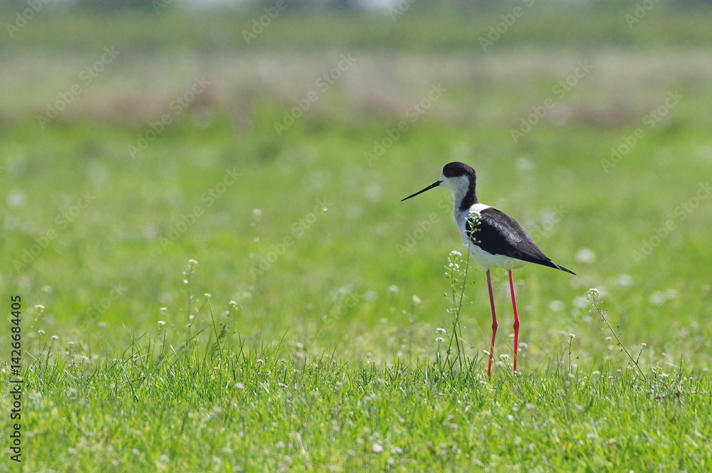 Naklejka premium Black-necked Stilt. Himantopus himantopus