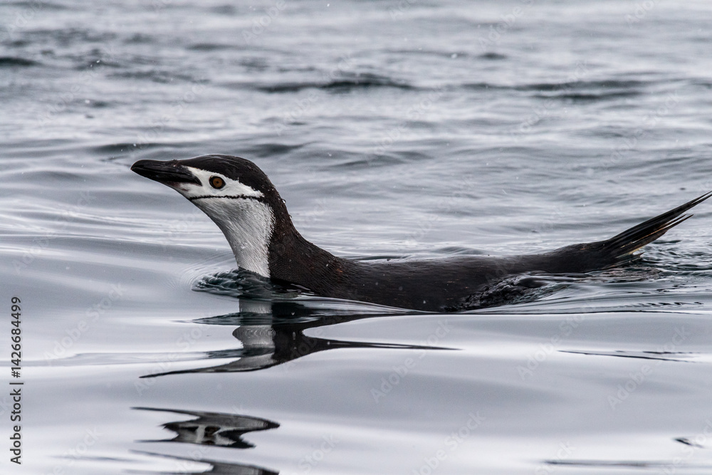 Telephoto of a group of Adelie Penguins - Pygoscelis adeliae- jumping and swimming among the Antarctic sea ice. Antarctic Peninsula.