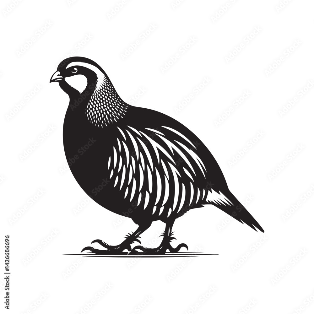Fototapeta premium chukar Silhouette - Minimal Chukar bird vector - Chukar Bird Illustration - Chukar Bird art.