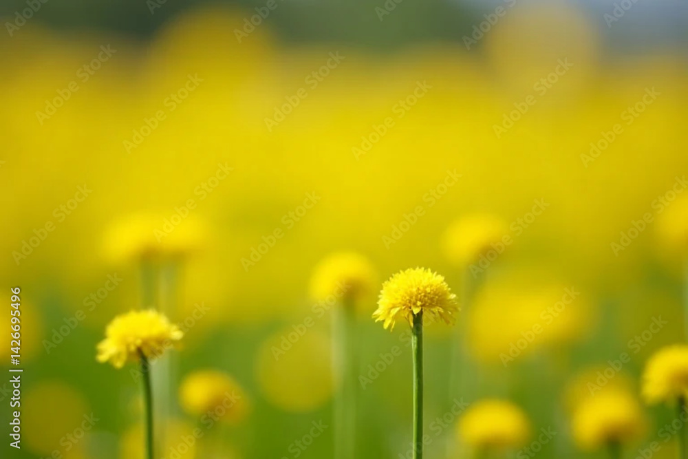 Obraz premium flower