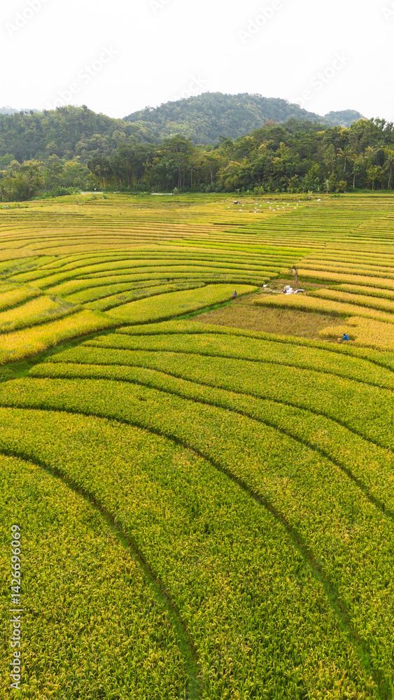 Aerial view of terraced rice fields in Kulon Progo, Yogyakarta, Indonesia Aerial view of terraced rice fields in Kulon Progo, Yogyakarta, Indonesia