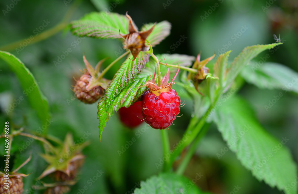 some ripe raspberries hanging on the bush after rain some ripe raspberries hanging on the bush after rain