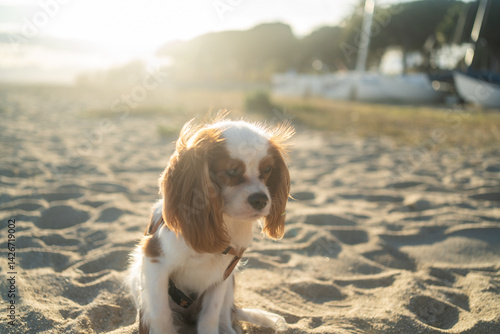 Wallpaper Mural A cute Cavalier King Charles Spaniel puppy sitting on a sandy beach during sunset. The soft sunlight creates a warm and peaceful atmosphere, perfect for themes of leisure, pets, and nature. Torontodigital.ca