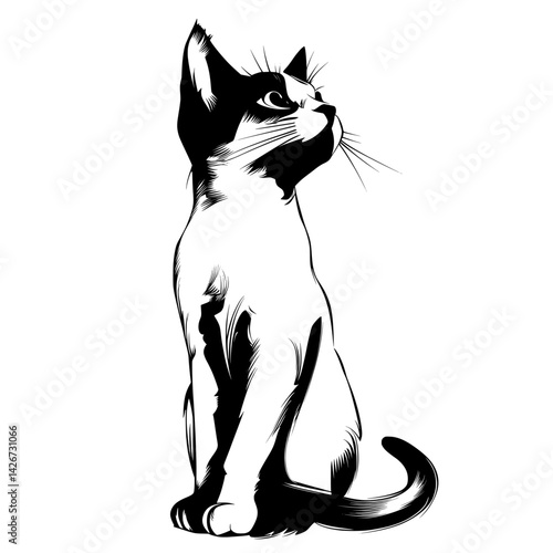 An illustration of an American Shorthair cat created using hand drawn engraved ink line art in a sketch style