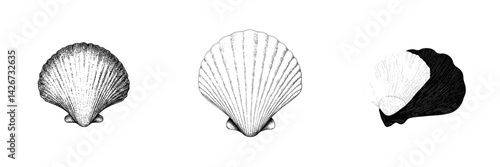 Vintage engraving of a scallop seashell in a modern hand drawn illustration style