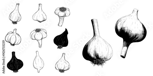 Hand-drawn garlic illustrations in a modern style are compiled in a set, displayed in black and white, and isolated on a white background