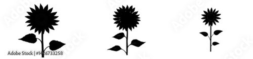 A modern illustration presents a hand-drawn sunflower in a modern collection, highlighting the beautiful silhouette of a sunflower in black and white