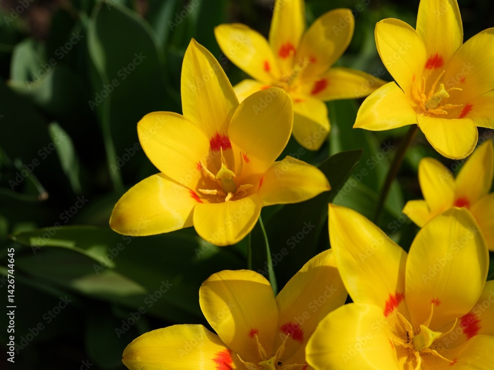 Obraz premium Close-up shot of Yellow tulips flowering in the garden