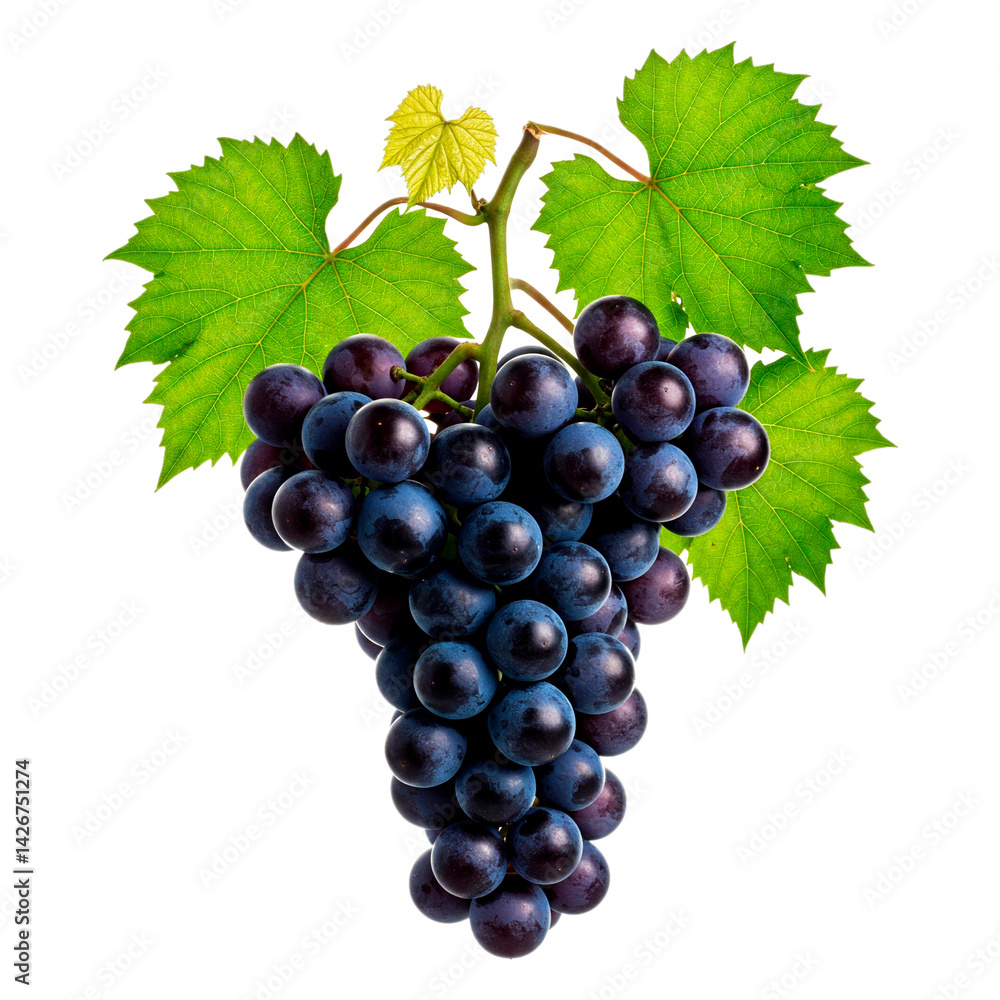 Fototapeta premium Luscious Bunch of Dark Blue Grapes with Vibrant Green Leaves - Fresh, Healthy Fruit Still Life for Food and Agriculture Stock Photography