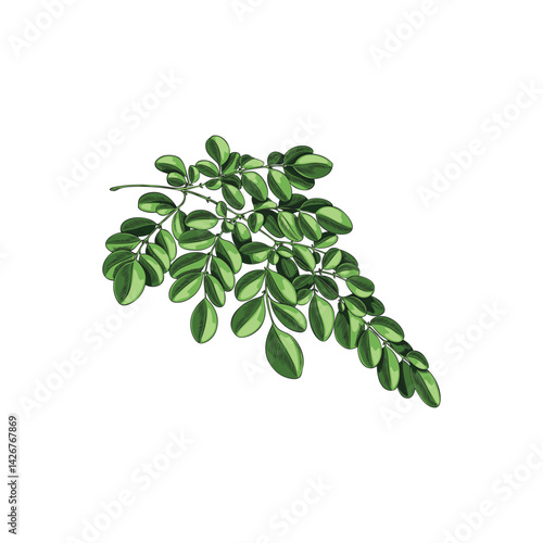 Vector illustration of a watercolor sketch of a moringa tree branch with leaves, hand drawn.