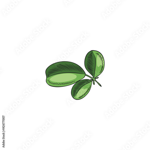 Moringa branch with leaves. Hand drawn vector sketch in watercolor style.