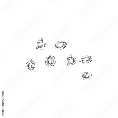 Vector illustration of monochrome sketch of moringa oleifera seeds, hand drawn.