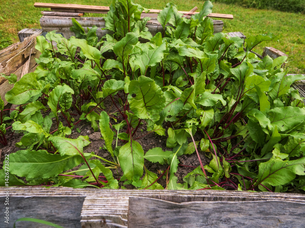 Growing organic fresh beetroot. Scene is one of growth and vitality. Natural product in brown soil. Cultivation of popular vegetable. Summer season. Farming and agriculture industry. Home garden.