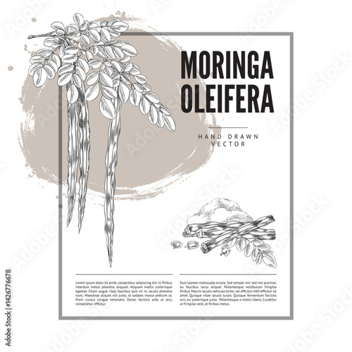 Moringa oleifera twig leaves and bean pods with seeds and powder superfood product, hand drawn engraved vector label