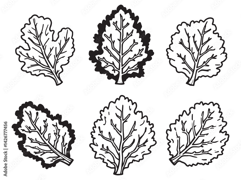 Obraz premium Kale leaf detailed line art illustration for modern design