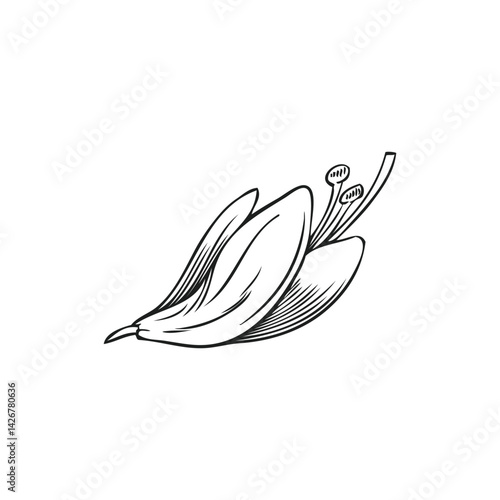 Black and white Sketch of Moringa oleifera flower. Hand drawn vector illustration.