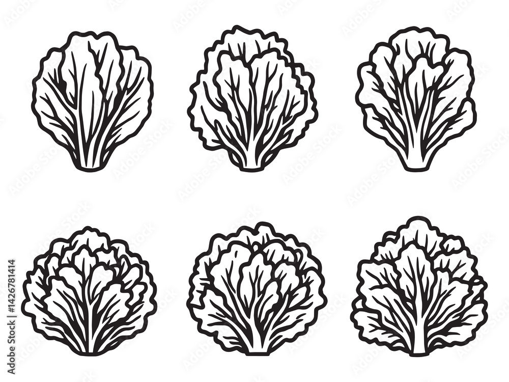Fototapeta premium Lettuce line art minimalistic drawing for modern kitchen decoration
