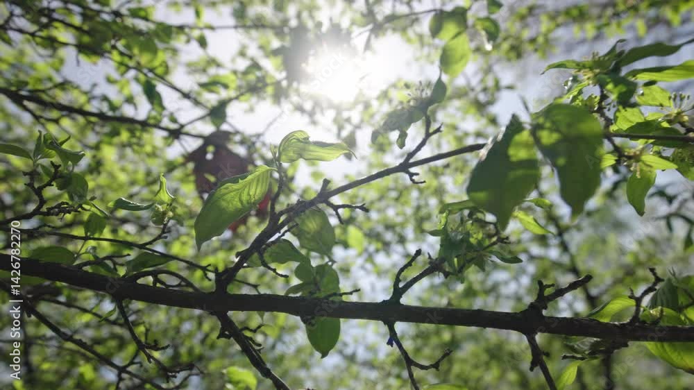 Green vegetation during Ohio warm spring weather with sunny sunlit and backlit tree and plants full of life in outdoor forested garden in 4k slow motion Green vegetation during Ohio warm spring weather with sunny sunlit and backlit tree and plants full of life in outdoor forested garden in 4k slow motion